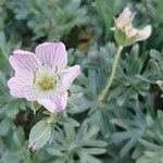 Geranium argenteum Çiçek