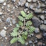 Tribulus cistoides Blatt