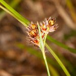 Luzula multiflora Frucht