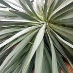 Dracaena draco পাতা