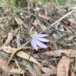 Caladenia catenata Flor