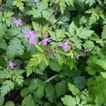 Geranium robertianumÇiçek