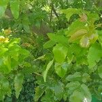 Mahonia aquifolium Ліст
