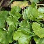 Chrysosplenium alternifolium Blatt