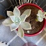 Graptopetalum paraguayense পাতা