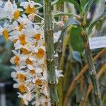 Dendrobium thyrsiflorum Hábito