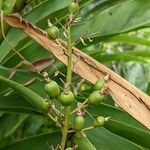 Alpinia galanga Fruit