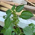 Pilea pumila Ліст