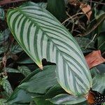 Ctenanthe setosa Liść