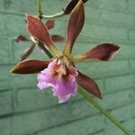 Encyclia randii പുഷ്പം