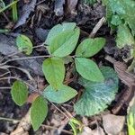 Symphoricarpos orbiculatusList