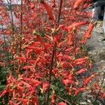 Penstemon rostriflorus