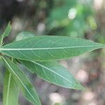 Alibertia edulis برگ