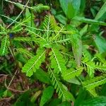 Phyllanthus amarus 葉