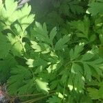 Dicentra formosa 葉