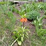 Fritillaria imperialisBlüte