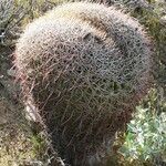 Ferocactus cylindraceus Blad