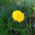 Taraxacum campylodesFloare