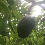 Annona reticulata Φρούτο