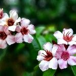 Strophanthus gratus Flower