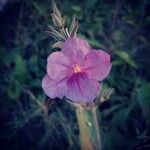 Ruellia ciliatiflora Flor