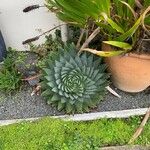 Aloe polyphylla Blad