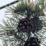 Pinus thunbergii Hedelmä