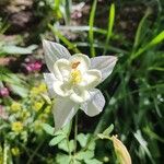 Aquilegia pubescens Квітка