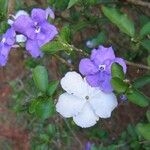 Brunfelsia grandiflora Kvet