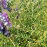 Vicia dasycarpa Лист