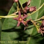 Vincetoxicum funebre Flower