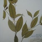 Anartia meyeri 葉