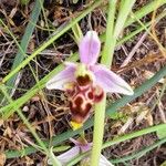 Ophrys scolopax Fleur