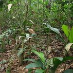 Eremospatha tessmanniana Habit