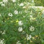 Rhododendron columbianum Hoja