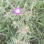 Centaurea calcitrapa Hàbitat