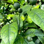 Citrus aurantium Froito