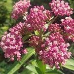 Asclepias incarnataFlower