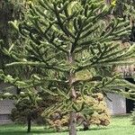 Araucaria araucana Blad