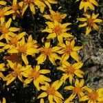 Stenotus acaulis Flor