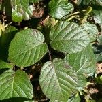 Rubus vestitus Frunză