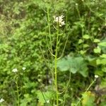 Cardamine parviflora Hábito