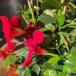 Mandevilla sanderiപുഷ്പം