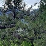Juniperus thurifera Leaf