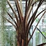 Dicksonia antarctica অভ্যাস