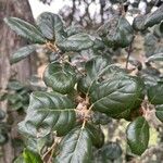 Quercus alnifolia Hoja