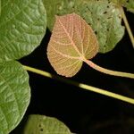 Christiana africana Hoja