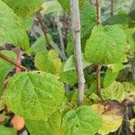 Philadelphus inodorus Blad