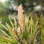 Pinus contorta फूल