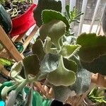 Kalanchoe beharensis Frunză